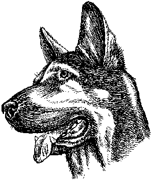 Немецкая овчарка - i_025.png