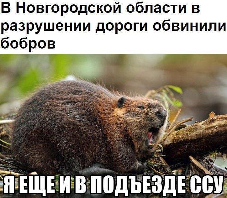 Типичный огородник 2 (СИ) - img_2