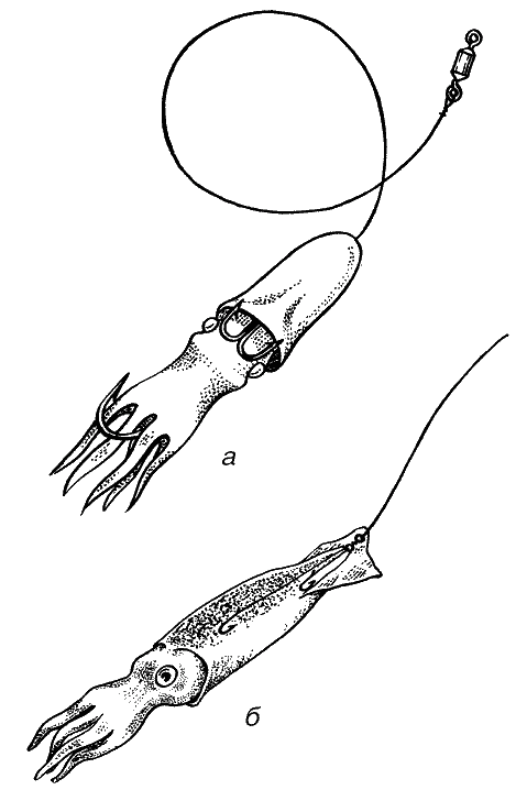Большая книга рыболова–любителя (с цветной вкладкой) - _331.png