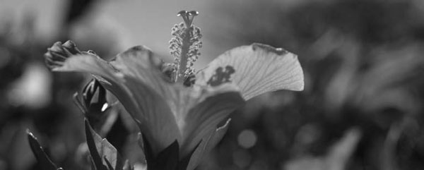 Adobe Photoshop CS3 - i_188.jpg