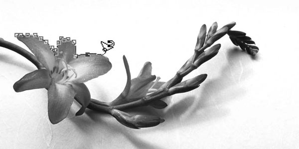 Adobe Photoshop CS3 - i_212.jpg